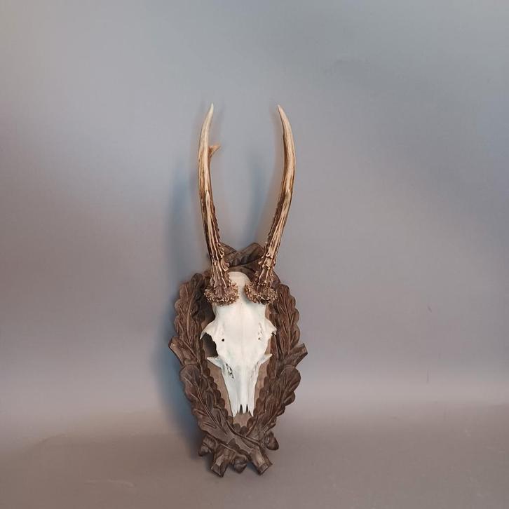 reebok gewei - hertengewei op plankje, Antiek en Kunst, Curiosa en Brocante, Ophalen of Verzenden