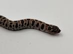 Heterodon Nasicus, Dieren en Toebehoren, Slang, 0 tot 2 jaar