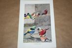 Antieke kleurenlitho - Vogels Tropische vinken - Ca 1900 !!, Ophalen of Verzenden