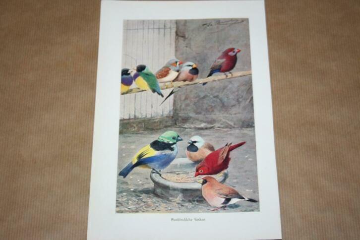 Antieke kleurenlitho - Vogels Tropische vinken - Ca 1900 !!, Antiek en Kunst, Kunst | Litho's en Zeefdrukken, Ophalen of Verzenden