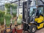 Yucca rostrata Multitrunc / Meerstammig., Tuin en Terras, Planten | Tuinplanten, Halfschaduw, Zomer, Vaste plant, Ophalen of Verzenden