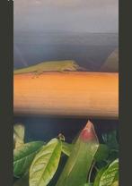 Grote paludarium met phelauma's, Ophalen, Zo goed als nieuw, Terrarium of Paludarium