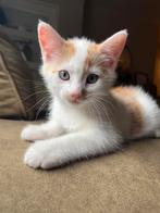 Nog 1 prachtige kwart main coon kater, Dieren en Toebehoren, Katten en Kittens | Raskatten | Langhaar, Meerdere dieren, Ontwormd