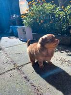 Pomchi pups, pomeriaan/dwergkees/chihuahua puppy, Dieren en Toebehoren, Honden | Chihuahua's en Gezelschapshonden, Overige rassen