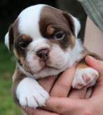 Prachtige Old English Bulldog pups uit geteste ouders, Dieren en Toebehoren, Honden | Bulldogs, Pinschers en Molossers, CDV (hondenziekte)