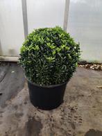 Euonymus japonicus Green Spire Bol, Ophalen, Overige soorten, Struik, Minder dan 100 cm