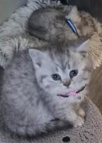 Lieve silver tabby kittens britse korthaar  mogen verhuizen, Meerdere dieren, Gechipt, 0 tot 2 jaar