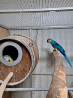 Koppel blauwgele ara's., Dieren en Toebehoren, Vogels | Parkieten en Papegaaien, Meerdere dieren, Papegaai, Geringd