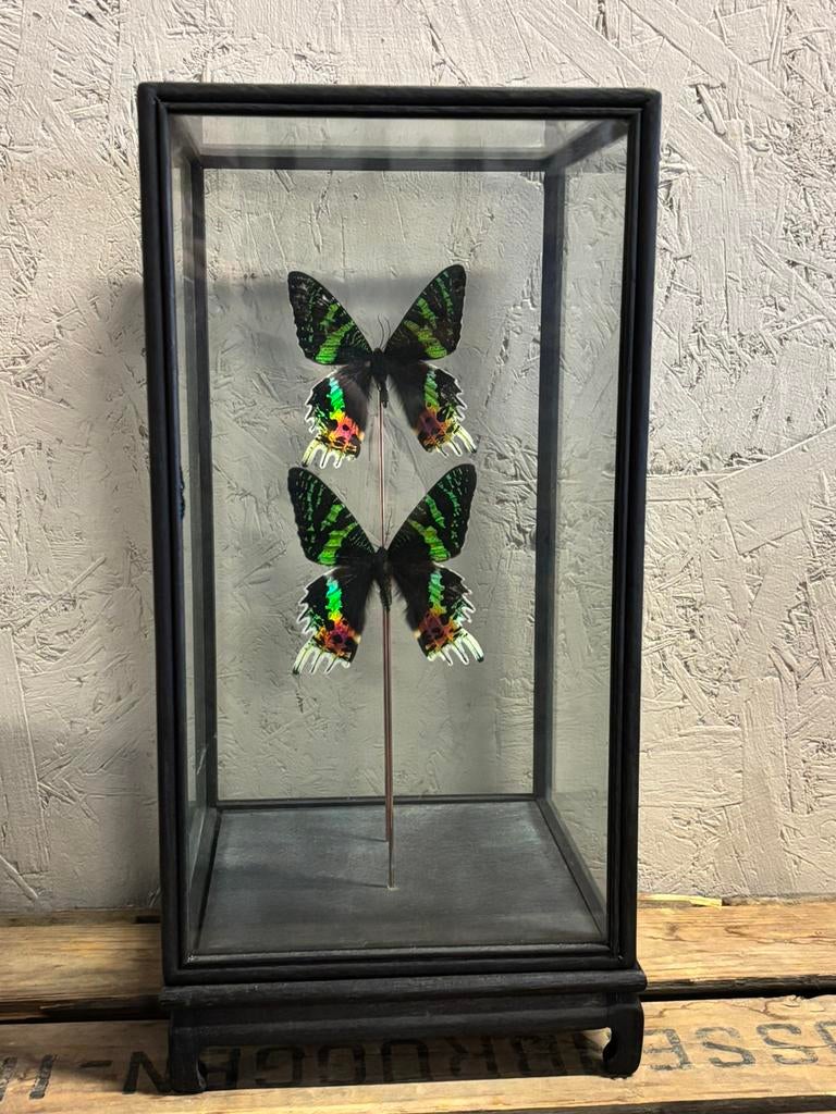 Mooie vitrine met twee Madagascar Sunset moths, Ophalen, Nieuw, Insect, Opgezet dier