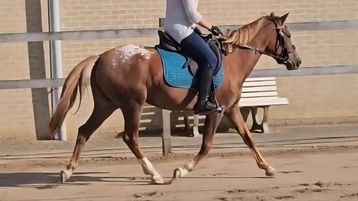Topper in de dop! Appaloosa rijpony, Dieren en Toebehoren, Pony's, Merrie, B, D pony (1.37m tot 1.48m), 3 tot 6 jaar, Met stamboom
