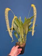 Orchidee Dendrochilum cobbianum 4 tak Geurend p13