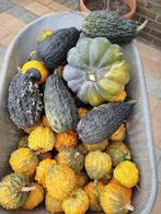 Sier Kalebassen, Ophalen, Boek