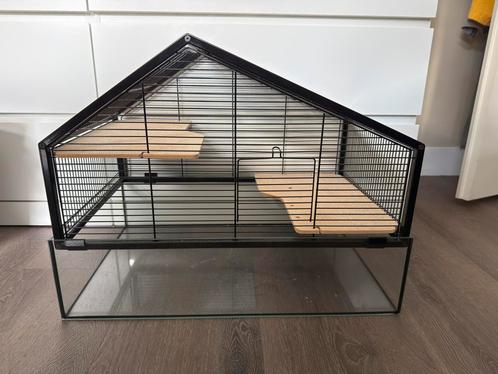 Knaagdier kooi met glas, Dieren en Toebehoren, Knaagdieren en Konijnen | Hokken en Kooien, Zo goed als nieuw, Hok, Minder dan 60 cm