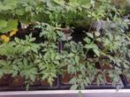 Groente en tuinplanten, Tuin en Terras, Overige Tuin en Terras, Ophalen, Nieuw