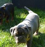 Old English Bulldog Pup,  1250 euro, Mag Verhuizen!!!, CDV (hondenziekte), 8 tot 15 weken, Bulldog, Meerdere