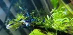 Jonge blue dream aquarium garnalen
