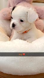 Fransebulldog pups !! Zeer knap Fluffy ultieme neus !!, Dieren en Toebehoren, Honden | Chihuahua's en Gezelschapshonden, Overige rassen