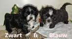 Shih Tzu puppys 9/11 geboren stamboom + DNA‼️Nog 3‼️, Dieren en Toebehoren, Honden | Chihuahua's en Gezelschapshonden, Particulier