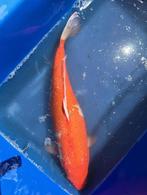 Japanse Koi Kohaku, Dieren en Toebehoren, Vissen | Vijvervissen