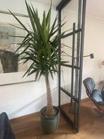 Mooie Yuka, Huis en Inrichting, Kamerplanten, Ophalen, Halfschaduw, 150 tot 200 cm