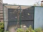 Volière 2m bij 3m. Met toebehoren., Dieren en Toebehoren, Vogels | Hokken en Kooien, Ophalen, Zo goed als nieuw, Aluminium, Volière