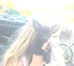 Nog 1 chihuahua  pup korthaar mag gelijk mee, Dieren en Toebehoren, Honden | Chihuahua's en Gezelschapshonden, Rabiës (hondsdolheid)