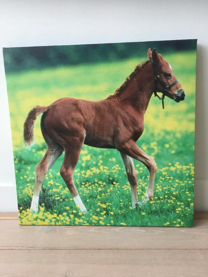Perfect voor paardenfans: set van 4 paardenfoto’s op canvas, Huis en Inrichting, Woonaccessoires | Schilderijen, Tekeningen en Foto's