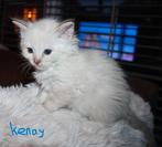 Ragdoll kittens met stamboom, Dieren en Toebehoren, Katten en Kittens | Raskatten | Langhaar, Meerdere dieren, Gechipt