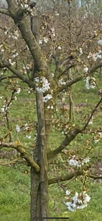 Kersenbomen laagstam nu te bestellen november vers uit grond