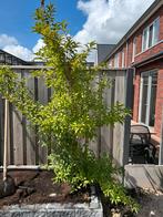 Forsynthia gratis ophalen, Tuin en Terras, Planten | Bomen, Ophalen, Lente, Halfschaduw, Overige soorten
