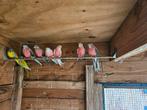 7 bourke parkieten in 1 koop, Dieren en Toebehoren, Vogels | Parkieten en Papegaaien