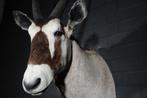 oryx spiesbok taxidermy opgezette africa antilope, Ophalen, Gebruikt, Hert, Gewei of Kop