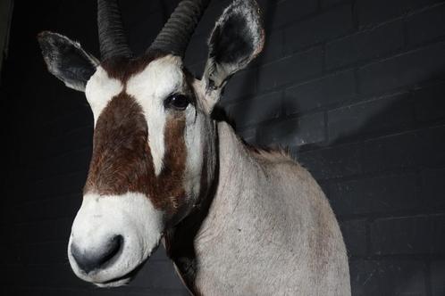 oryx spiesbok taxidermy opgezette africa antilope, Verzamelen, Dierenverzamelingen, Gebruikt, Gewei of Kop, Hert, Ophalen