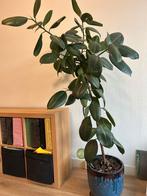 Grote kamerplant in luxe pot, Ophalen, Volledige schaduw, Overige soorten, In pot