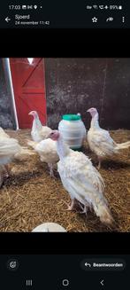 Breedborst kalkoenen, Dieren en Toebehoren, Pluimvee, Meerdere dieren, Kalkoen