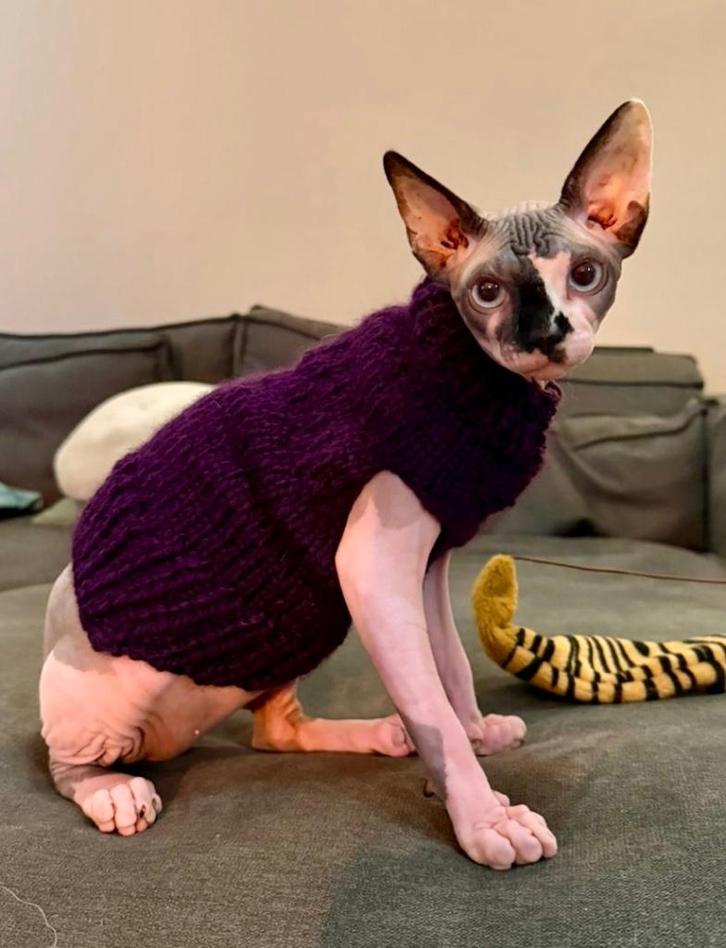 Warme trui Kattenkleding Sphynx Naaktkat Rex Kitten Handmade, Dieren en Toebehoren, Katten-accessoires, Nieuw, Ophalen of Verzenden