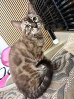 Begaal kitten, Kater, Ontwormd