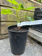 Vijg vijgenplant “Sucree Vert”, Tuin en Terras, Planten | Fruitbomen, Ophalen of Verzenden, Minder dan 100 cm, In pot, Vijgenboom