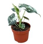 Alocasia Micholitziana Frydek Variegata | Potmaat 10,5, Overige soorten, In pot, Minder dan 100 cm, Groene kamerplant