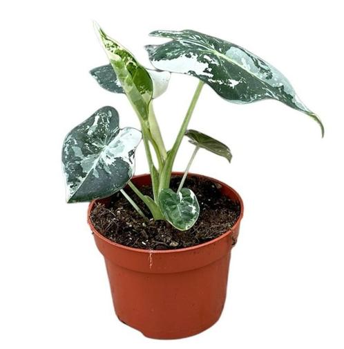 Alocasia Micholitziana Frydek Variegata | Potmaat 10,5, Huis en Inrichting, Kamerplanten, Overige soorten, Minder dan 100 cm, Groene kamerplant