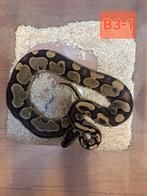 Mooie pastel python, Dieren en Toebehoren, Reptielen en Amfibieën, Slang, 3 tot 6 jaar