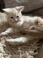 Mooie X Maine Coon /Britse KH kittens, Dieren en Toebehoren, Meerdere dieren, Gechipt, 0 tot 2 jaar