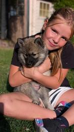Super leuke pomsky pups!, Nederland, Overige rassen, CDV (hondenziekte), 8 tot 15 weken