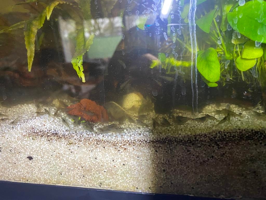 Witte doorzichtige garnalen, Kreeft, Krab of Garnaal