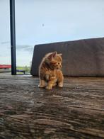 2 lieve rode katers, Dieren en Toebehoren, Katten en Kittens | Overige Katten, Kater
