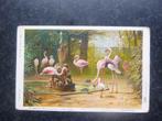 AMSTERDAM Natura Artis Magistra  FLAMINGO M.A. Koekoek  D, Verzamelen, Ophalen of Verzenden, Noord-Holland