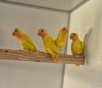 Koppel opaline collies, zie omschrijving, Dieren en Toebehoren, Vogels | Parkieten en Papegaaien, Meerdere dieren, Dwergpapegaai of Agapornis
