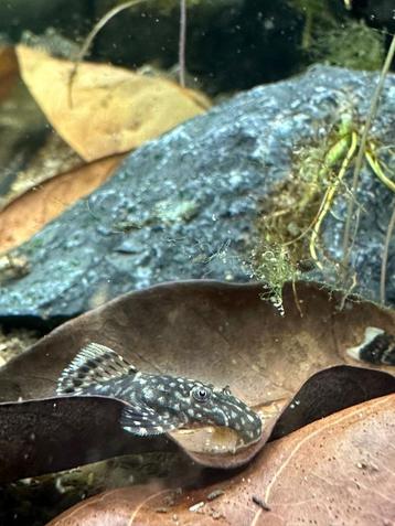 Bristlenose Pleco/Algeneter (Ancistrus cirrhosus)