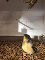 Gloster kanaries, Meerdere dieren, Kleurkanarie