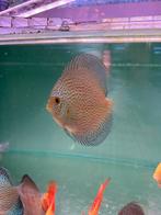 Discus blue sakura discusvissen, Vis